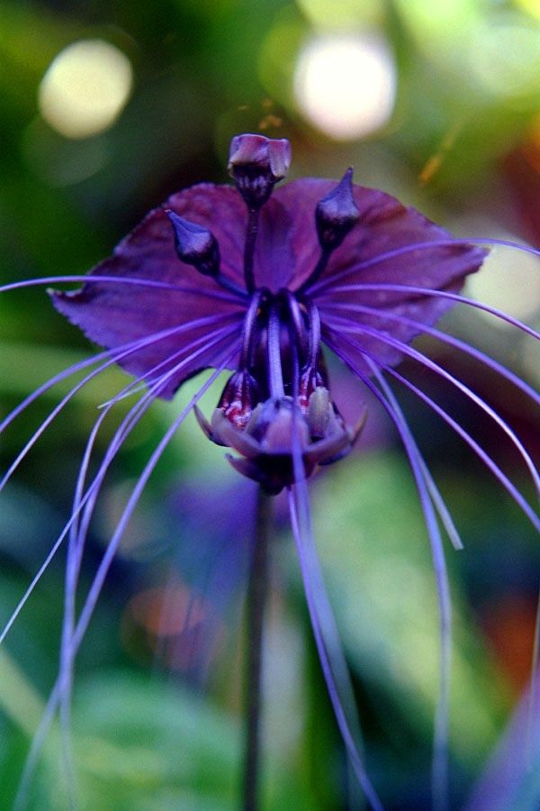 BLACK BAT FLOWER Tacca chantrieri Cat's Whiskers LIVE Stunning PLANT